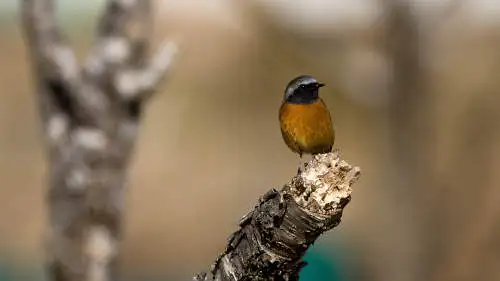 ジョウビタキのパソコン壁紙用画像