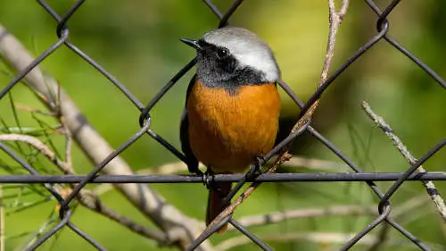 ジョウビタキのパソコン壁紙用画像