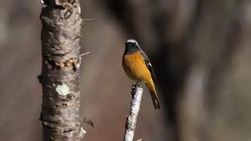 ジョウビタキのパソコン壁紙用画像