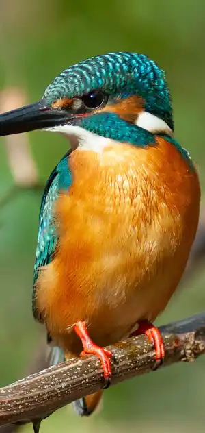 カワセミのスマホ待ち受け画面用画像