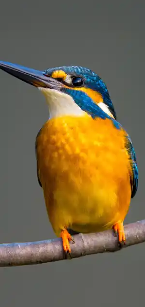 カワセミのスマホ待ち受け画面用画像