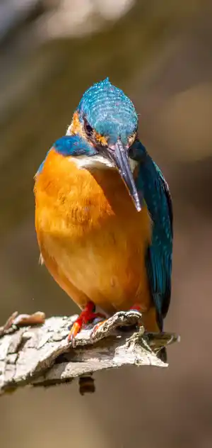 カワセミのスマホ待ち受け画面用画像