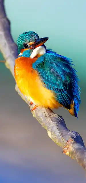 カワセミのスマホ待ち受け画面用画像