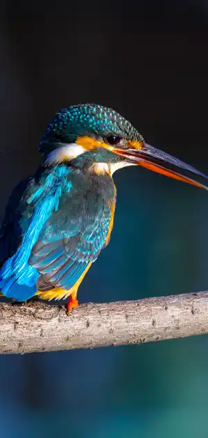 カワセミのスマホ待ち受け画面用画像