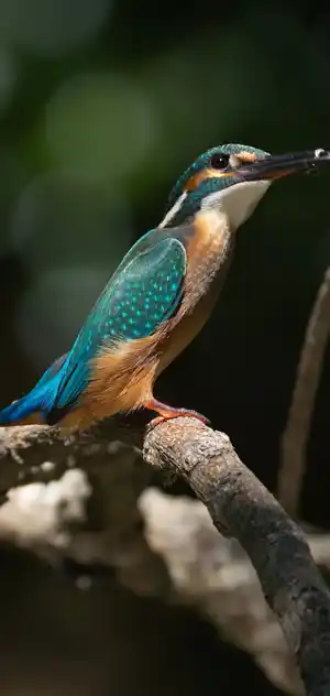 カワセミのスマホ待ち受け画面用画像