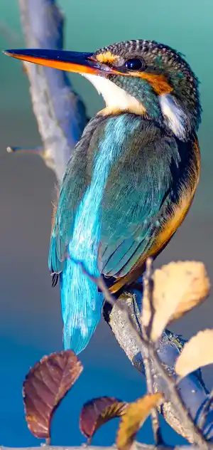 カワセミのスマホ待ち受け画面用画像