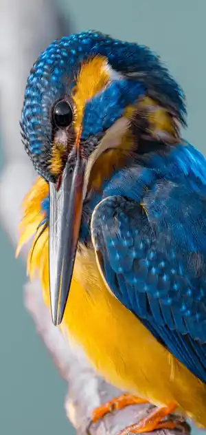 カワセミのスマホ待ち受け画面用画像