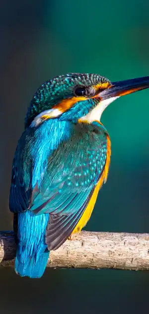 カワセミのスマホ待ち受け画面用画像