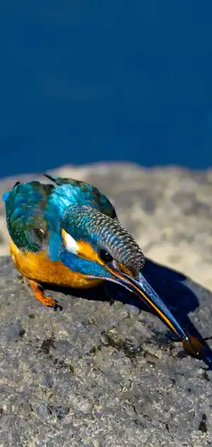 カワセミのスマホ待ち受け画面用画像