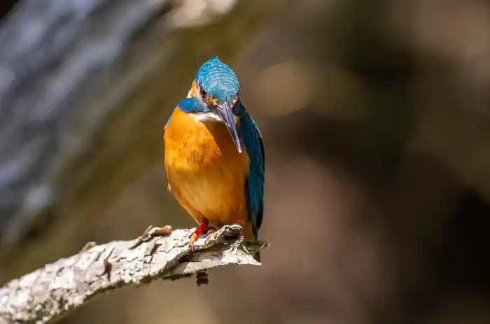 カワセミのパソコン壁紙用画像