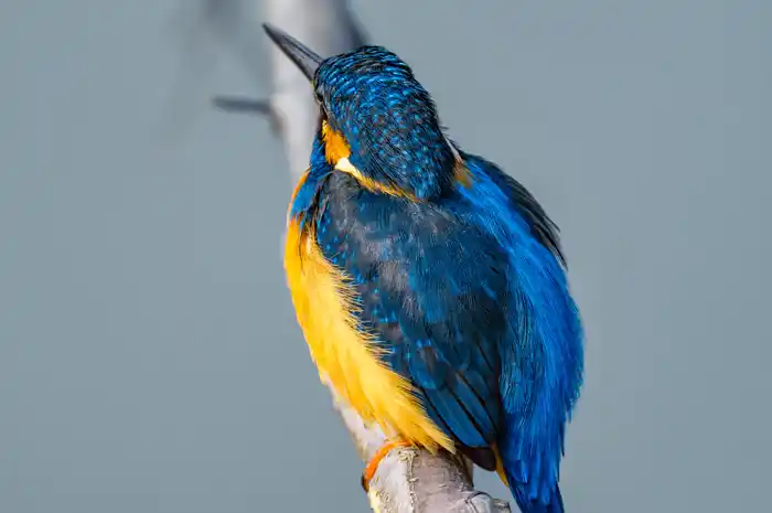 カワセミのパソコン壁紙用画像