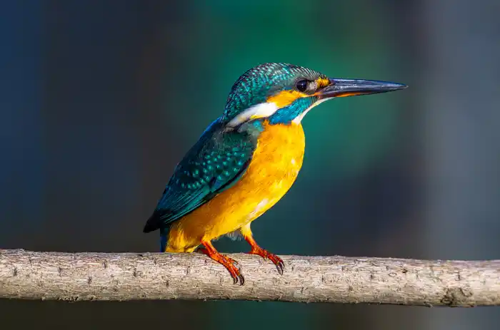 カワセミのパソコン壁紙用画像