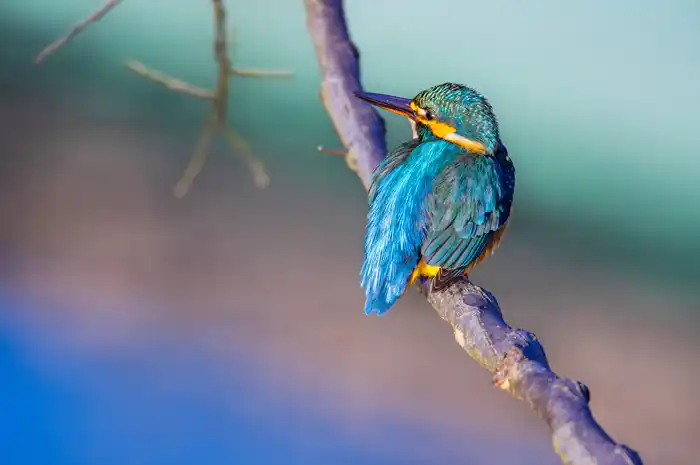 カワセミのパソコン壁紙用画像