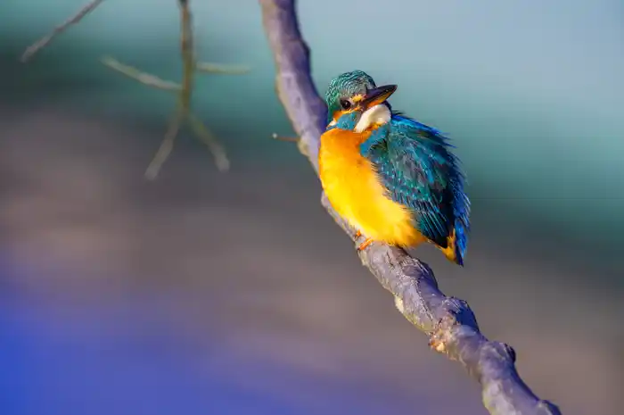 カワセミのパソコン壁紙用画像