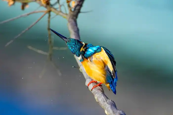 カワセミのパソコン壁紙用画像