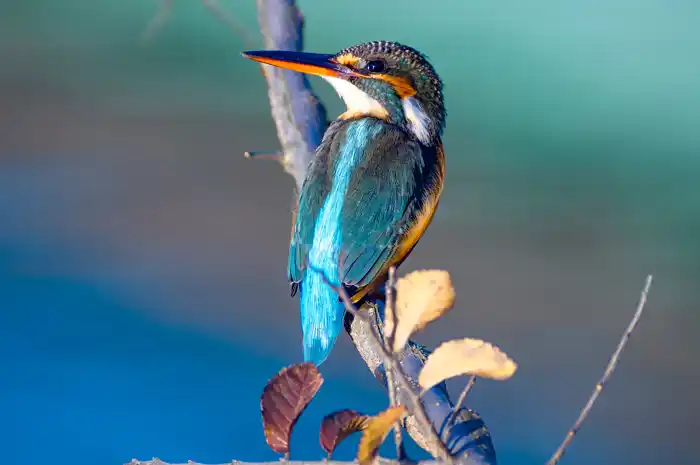 カワセミのパソコン壁紙用画像