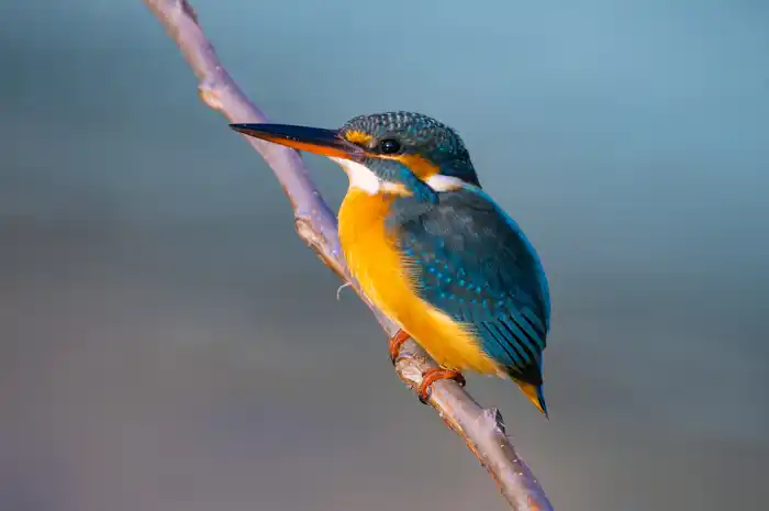 カワセミのパソコン壁紙用画像