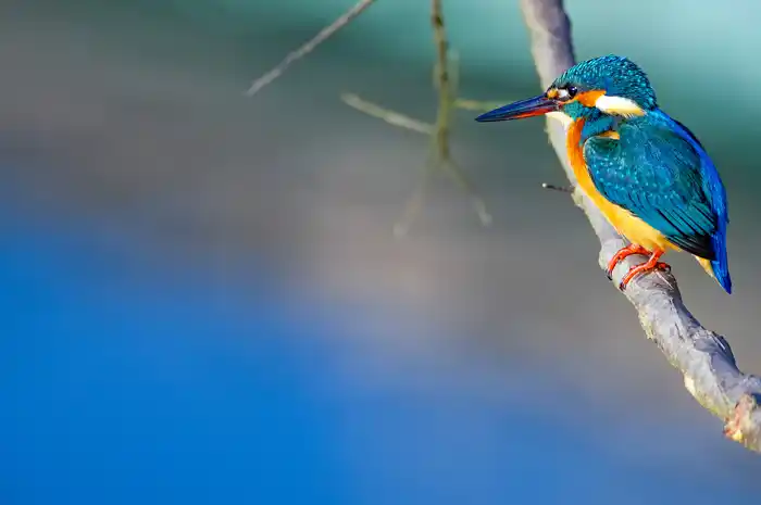 カワセミのパソコン壁紙用画像