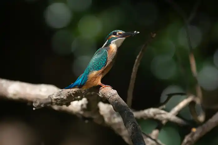 カワセミのパソコン壁紙用画像