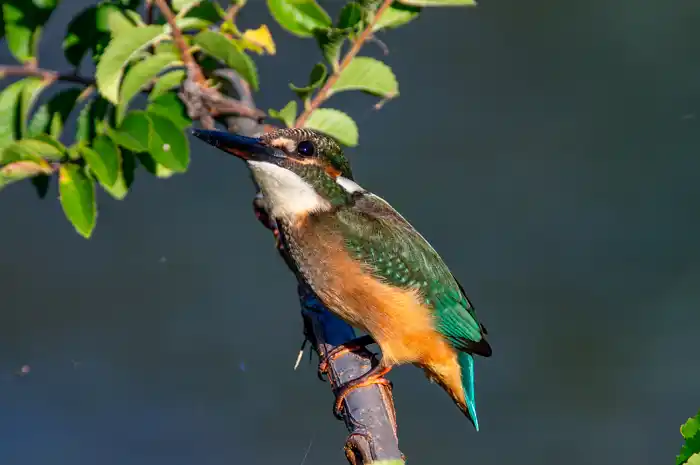 カワセミのパソコン壁紙用画像