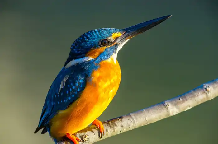 カワセミのパソコン壁紙用画像