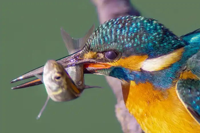 カワセミのパソコン壁紙用画像