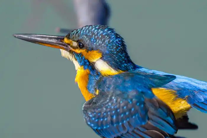 カワセミのパソコン壁紙用画像