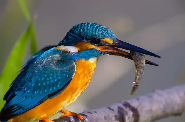 カワセミのパソコン壁紙用画像