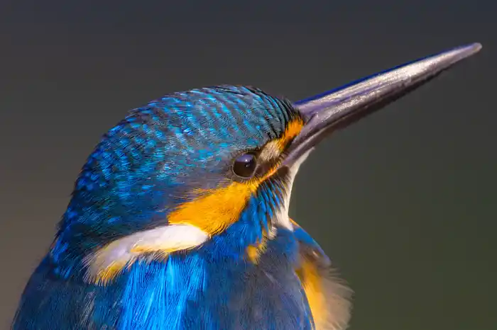 カワセミのパソコン壁紙用画像