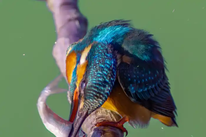 カワセミのパソコン壁紙用画像