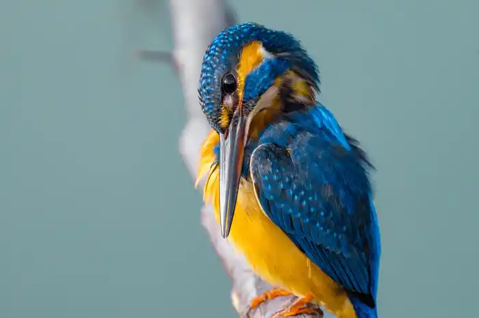 カワセミのパソコン壁紙用画像