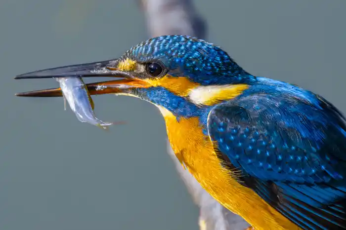 カワセミのパソコン壁紙用画像