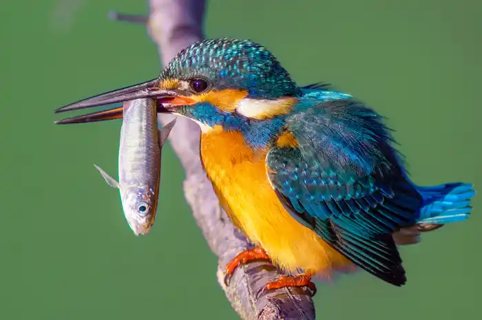 カワセミのパソコン壁紙用画像