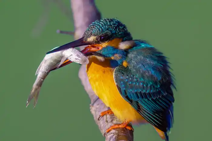 カワセミのパソコン壁紙用画像