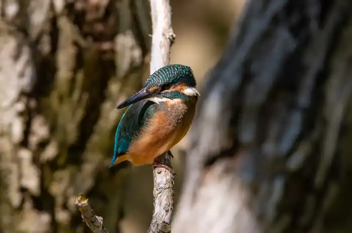 カワセミのパソコン壁紙用画像