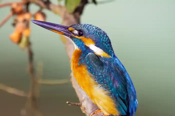 カワセミのパソコン壁紙用画像