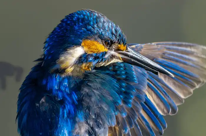 カワセミのパソコン壁紙用画像