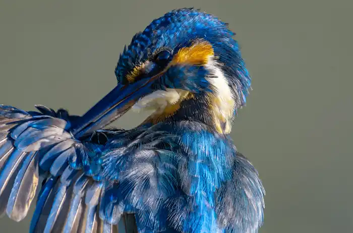 カワセミのパソコン壁紙用画像