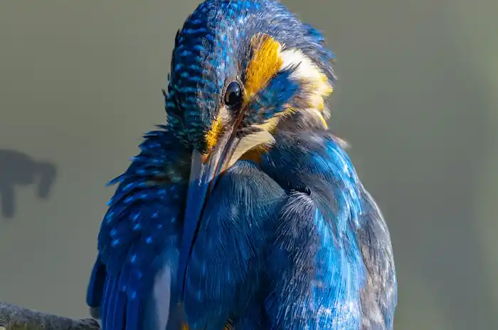 カワセミのパソコン壁紙用画像