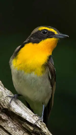 キビタキのスマホ待ち受け画面用画像