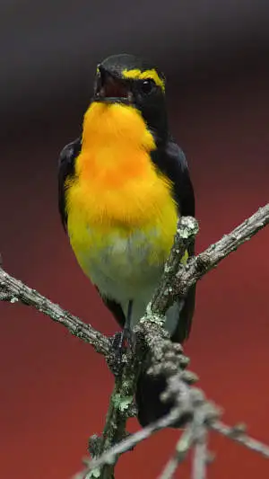 キビタキのスマホ待ち受け画面用画像