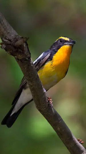 キビタキのスマホ待ち受け画面用画像