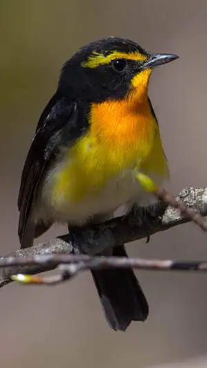 キビタキのスマホ待ち受け画面用画像