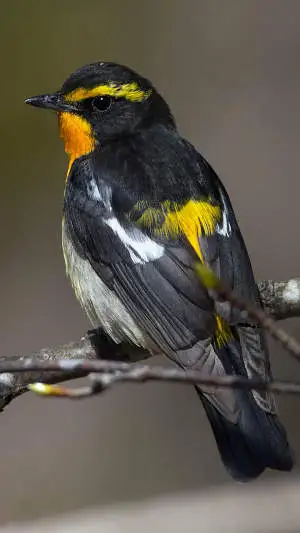 キビタキのスマホ待ち受け画面用画像