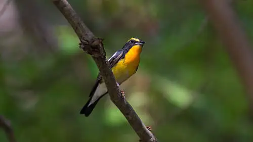 キビタキのパソコン壁紙用画像