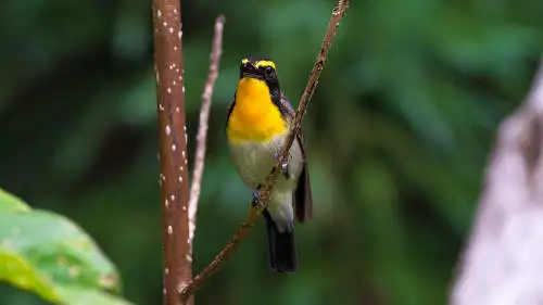 キビタキのパソコン壁紙用画像