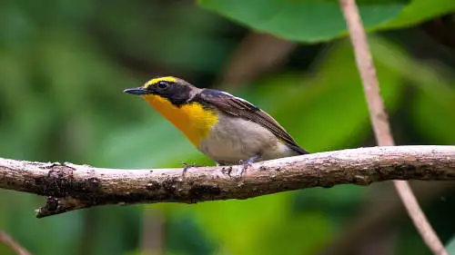 キビタキのパソコン壁紙用画像