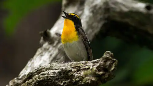 キビタキのパソコン壁紙用画像