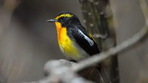 キビタキのパソコン壁紙用画像