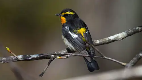 キビタキのパソコン壁紙用画像